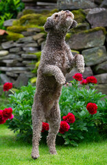 Lagotto Romagnolo bettelt um Leckerchen