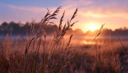 Naklejka premium Tall grass at dawn with sun and fog