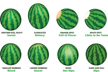 Illustration of How to Pick the Perfect Watermelon