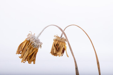 Dried sunflower flower herbs