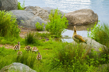 Egyptian goose family among big rocks and green plants at water's edge