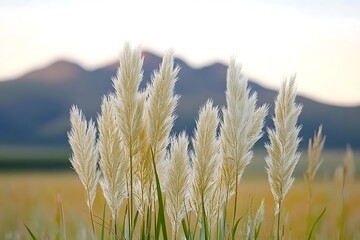 Obraz premium Pampas grass plumes stand tall against the soft mountain backdrop on a sunny day
