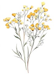 Watercolor illustration of yellow and pale small flowers on slender green stems, white background.