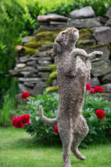 Lagotto Romagnolo bettelt um einen Snack