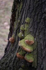 Green Moss and Fungi on Tree Trunk