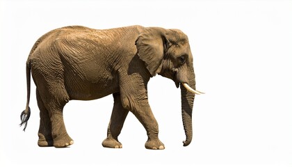 Obraz premium elephant on white background 