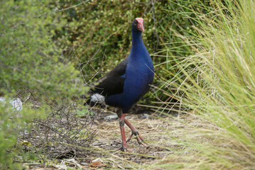 Purple Swamphen looking trough the gras