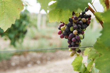 Cluster of ripening grapes on vine in vineyard. Concept of winemaking, harvest, and agriculture for...