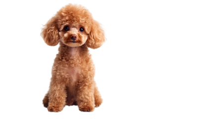 Adorable Toy Poodle Sitting Isolated on White Background for Pet Lovers