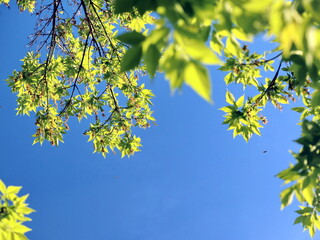 young spring tree leaves against blue sky upward view of fresh foliage treetop on the upper part