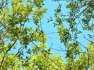 young spring tree branches with leaves against blue sky upward view framing the view of the sky