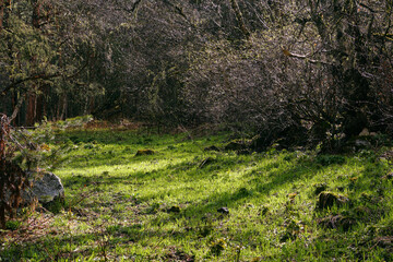The green spring grass is illuminated by the rays of the sun