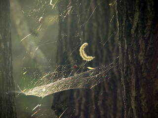 tree seed hanging on spider web in sunlight, dreamy light beams creating veil effect