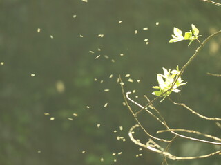 tiny flies around new tree leaves in spring, sunlit veil effect and light flare