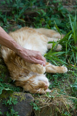 Maine Coon Kater l&auml;sst sich auf der Wiese kraulen