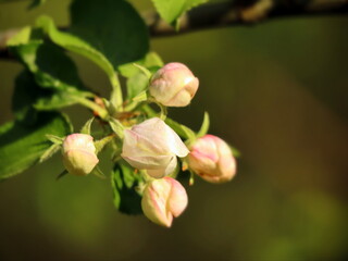 big closed apple tree buds on green bokeh background in spring