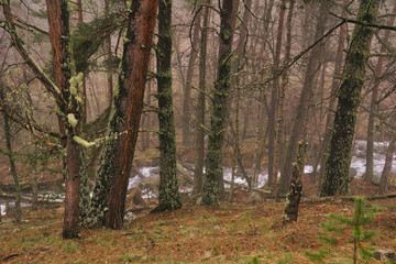 Fototapeta premium autumn in the woods