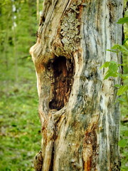 Artistic Barkless Tree with Indented Trunk in Sunlit Forest