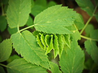 Artistic Green Leaves in Sunlight with Layered Fan Spread