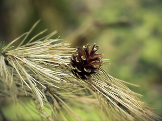 Pinecone on Dry Pine Branch with Long Needles
