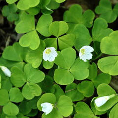 Oxalis Leaves with White and Pink Buds in Spring Light, Clover Like Plant, Green and Bright Background