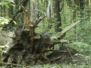 Artistic Tangle of Fallen Tree Roots Weaving Through the Forest Floor Like a Natural Sculpture