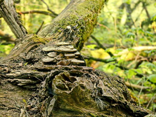 Fallen Tree with a Cluster of Mushrooms in a Spring Forest - A Quiet Spot Where Nature Turns Decay into Life