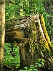 Broken Tree Forming a Corner, Hidden Behind Forest Trees - Nature's Quiet Resilience in the Wild