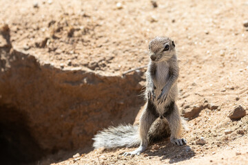 Endemic young baby Cape  or African Ground Squirrel (Xerus inauris) at entrance to burrow or den,  Kalahari, Northern Cape, South Africa