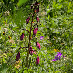 Pink martagon lilies in the mountains. 