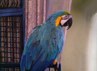 Colorful yellow and blue parrot standing on a stick.
