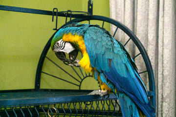 Colorful yellow and blue parrot standing on a stick.