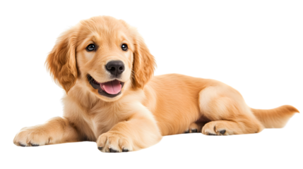 Cute Golden Retriever Puppy Relaxing on White Background
