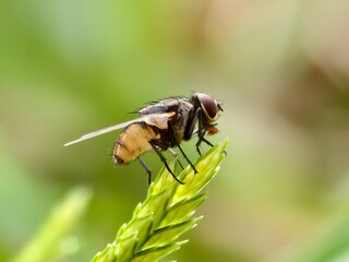 Musca domestica on the stem of the plant