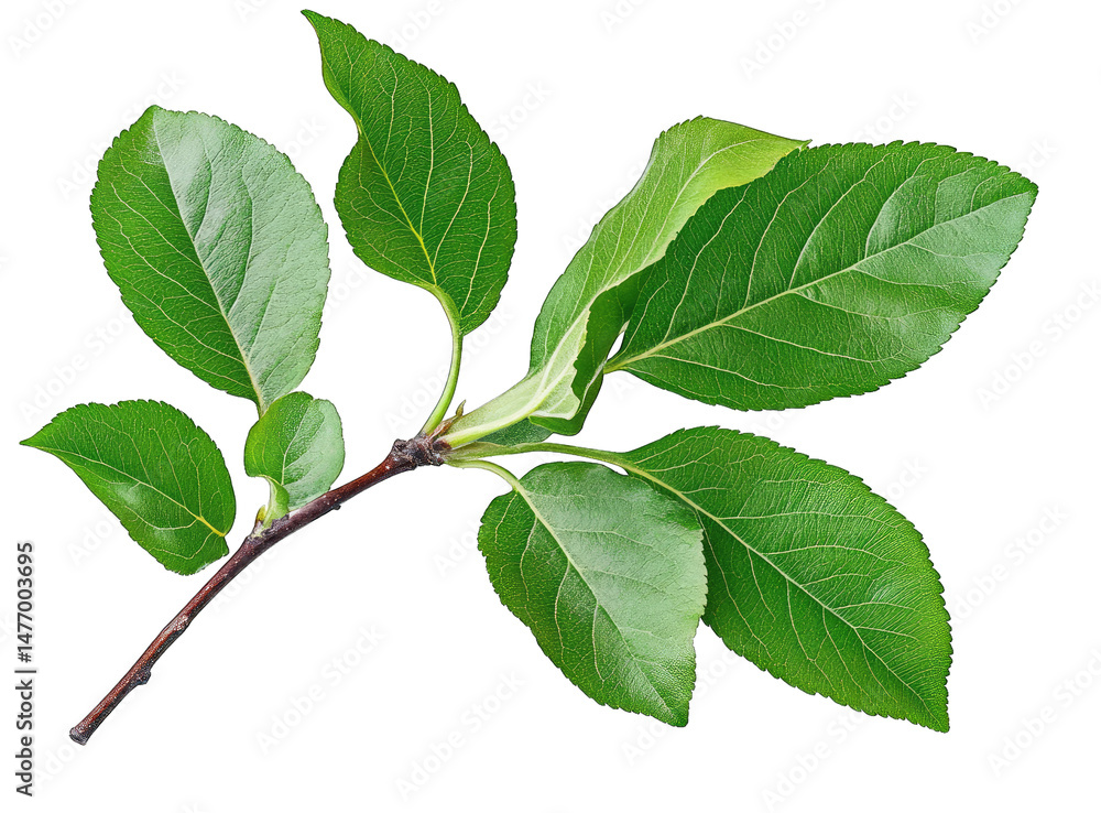 Poster a close-up of a green apple tree branch with five leaves isolated on a transparent background
