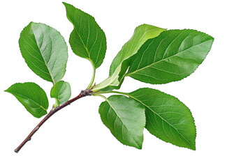 Fototapeta premium A Close-up Of A Green Apple Tree Branch With Five Leaves Isolated On A Transparent Background