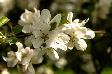 Blooming apple tree flowers in spring sunlight