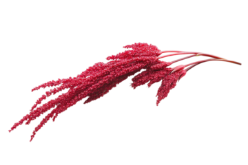 Stunning Red Amaranth Plant Display . Transparent background PNG