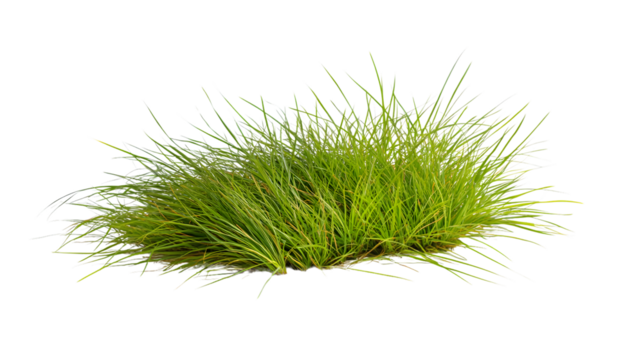 Vibrant Green Grass in Forced Perspective on White Background