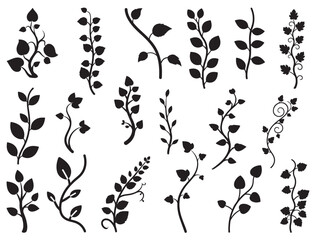 VINES SILHOUETTE WHITE BACKGROUND © Muhammad