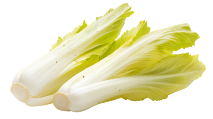 Fresh Ripe Endive Isolated on White Background Silhouette