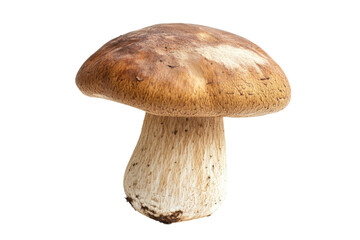 Close up of a Fresh Edible Mushroom . Transparent background PNG