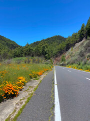 Beautiful mountain road with blooming California poppies or Eschscholzia californica orange yellow flowers in Arafo, Tenerife,Canary Islands,Spain.