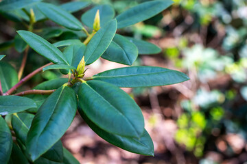 A closeup image shows a vibrant green leaf with water drops
