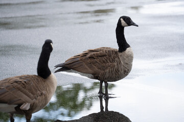 canada goose in parking lot