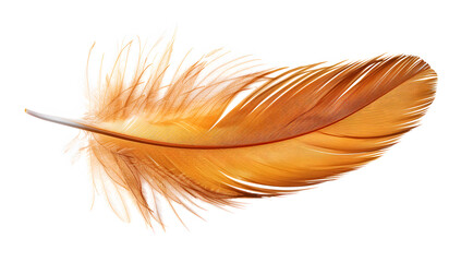 Photo of a brown feather on a white background ultra 1721125640 1 © chonchol