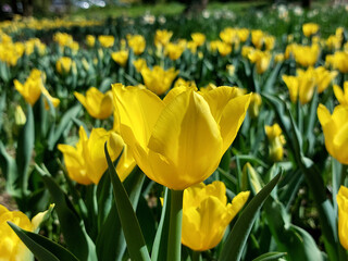 tulips bloom. Bright yellow petals. Spring