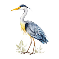 Obraz premium A watercolor illustration of a striking blue heron standing elegantly upright