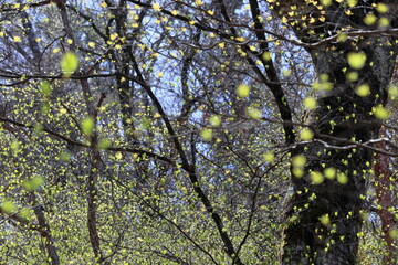 若葉萌える　（高知県　土佐町　稲叢山）