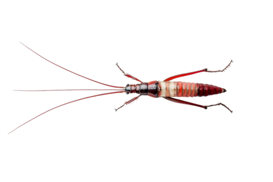 Detailed Close-up of a Red Striped Insect . Transparent background PNG